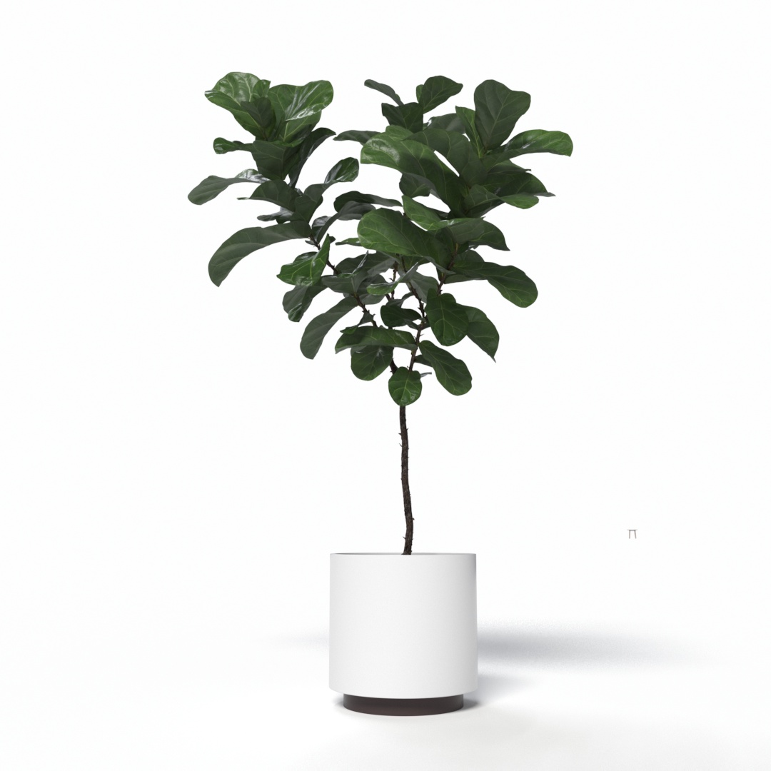 Plant 003
